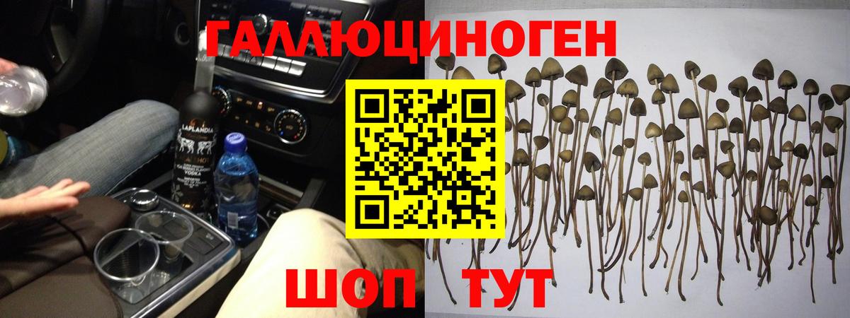 Азнакаево  Псилоцибиновые грибы мухоморы  Вход с VPN  Галлюциногенные грибы Psilocybe 